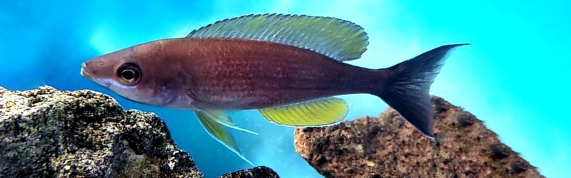 Cyprichromis pavo 'Msalaba'